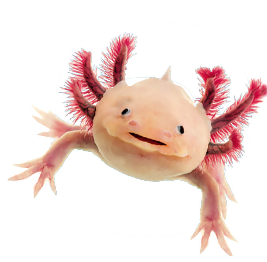 axomera
